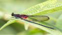 Hetaerina majuscula (Purplish Rubyspot) male-3.jpg